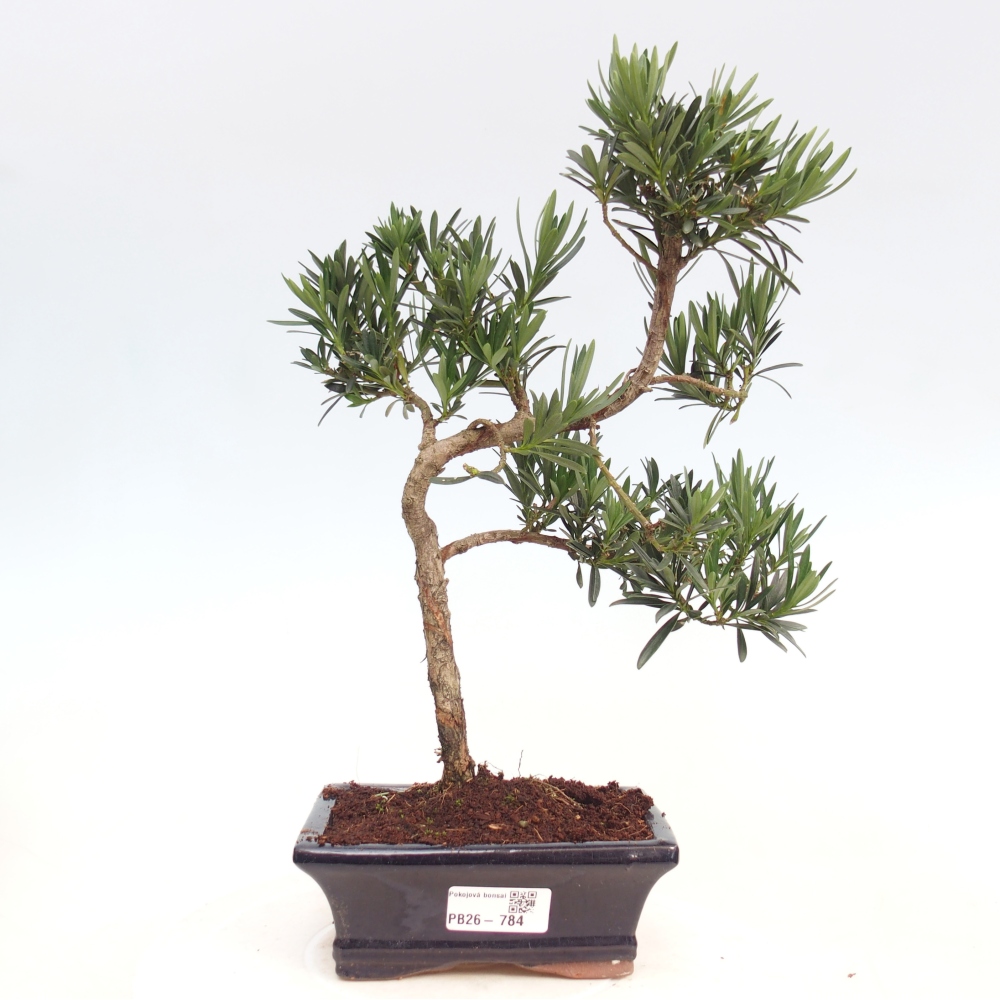 Pokój bonsai - Podocarpus - Kamienny cis