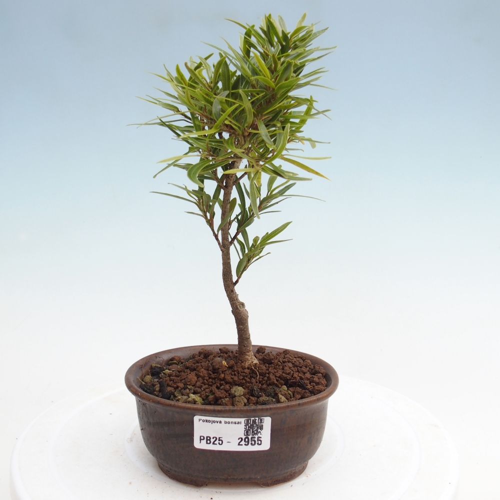 Bonsai wewnętrzne - Ficus nerifolia - figowiec drobnolistny