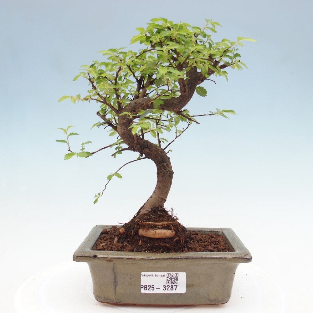 Pokój bonsai - Ulmus parvifolia - Wiąz drobnolistny