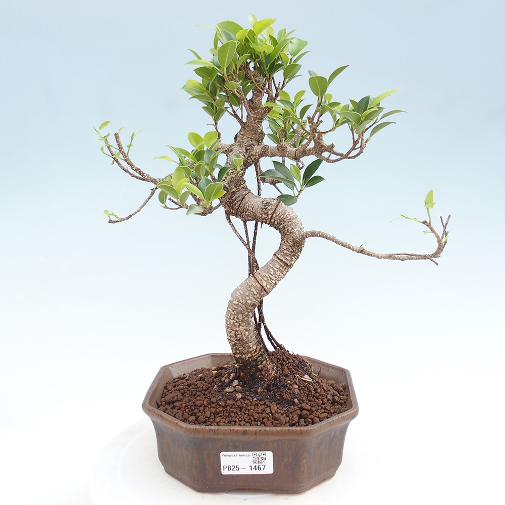 Kryty bonsai - Ficus retusa - figowiec drobnolistny