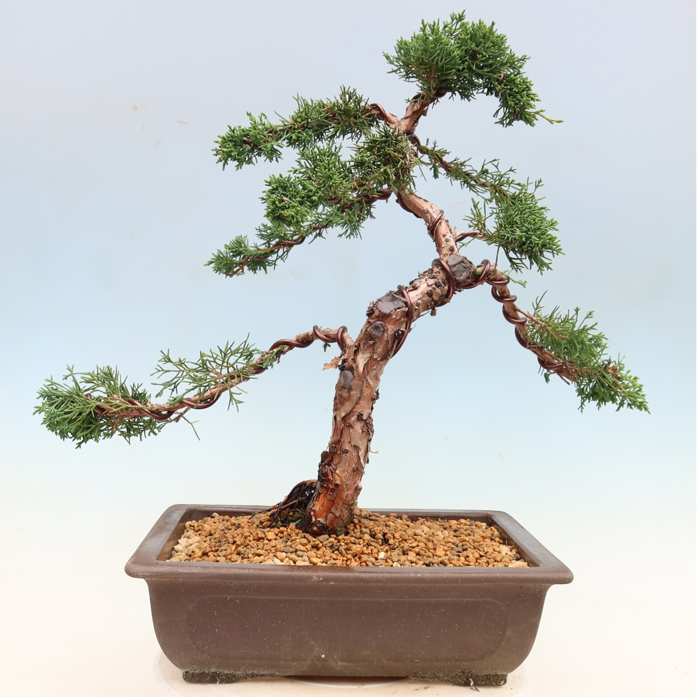 Outdoor bonsai - Juniperus chinensis Kishu