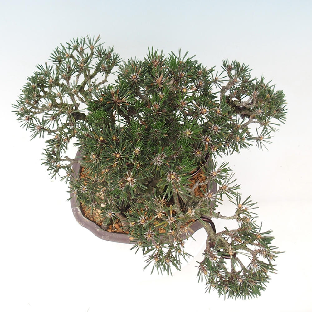 Outdoor bonsai - Pinus thunbergii Kotobuki - Sosna Thunberga