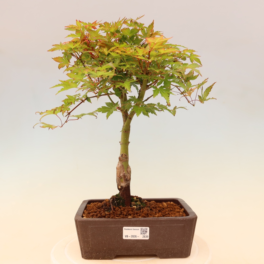 Klon pospolity - Acer palmatum Beni Tsukasa