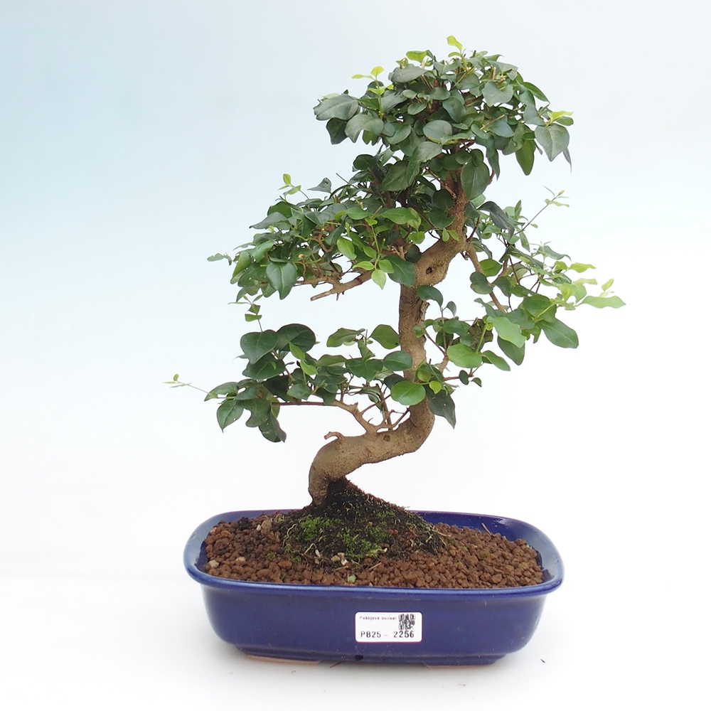 Pokój bonsai -Ligustrum chinensis - Ptasie oko