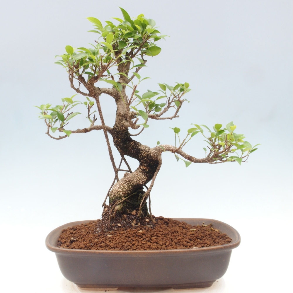 Kryty bonsai - Ficus kimmen - figowiec drobnolistny