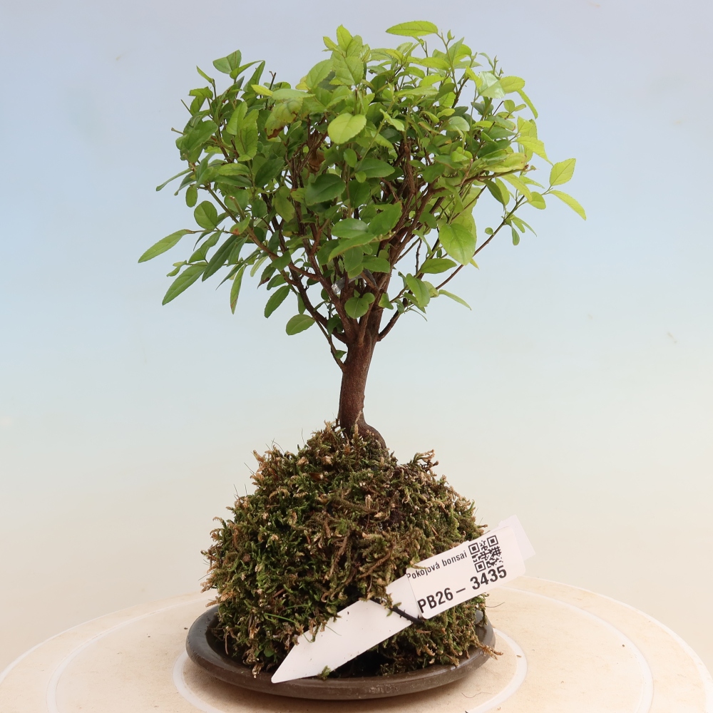 Kokedama z podstawką – Sagerécie thea – Sagerécie thea