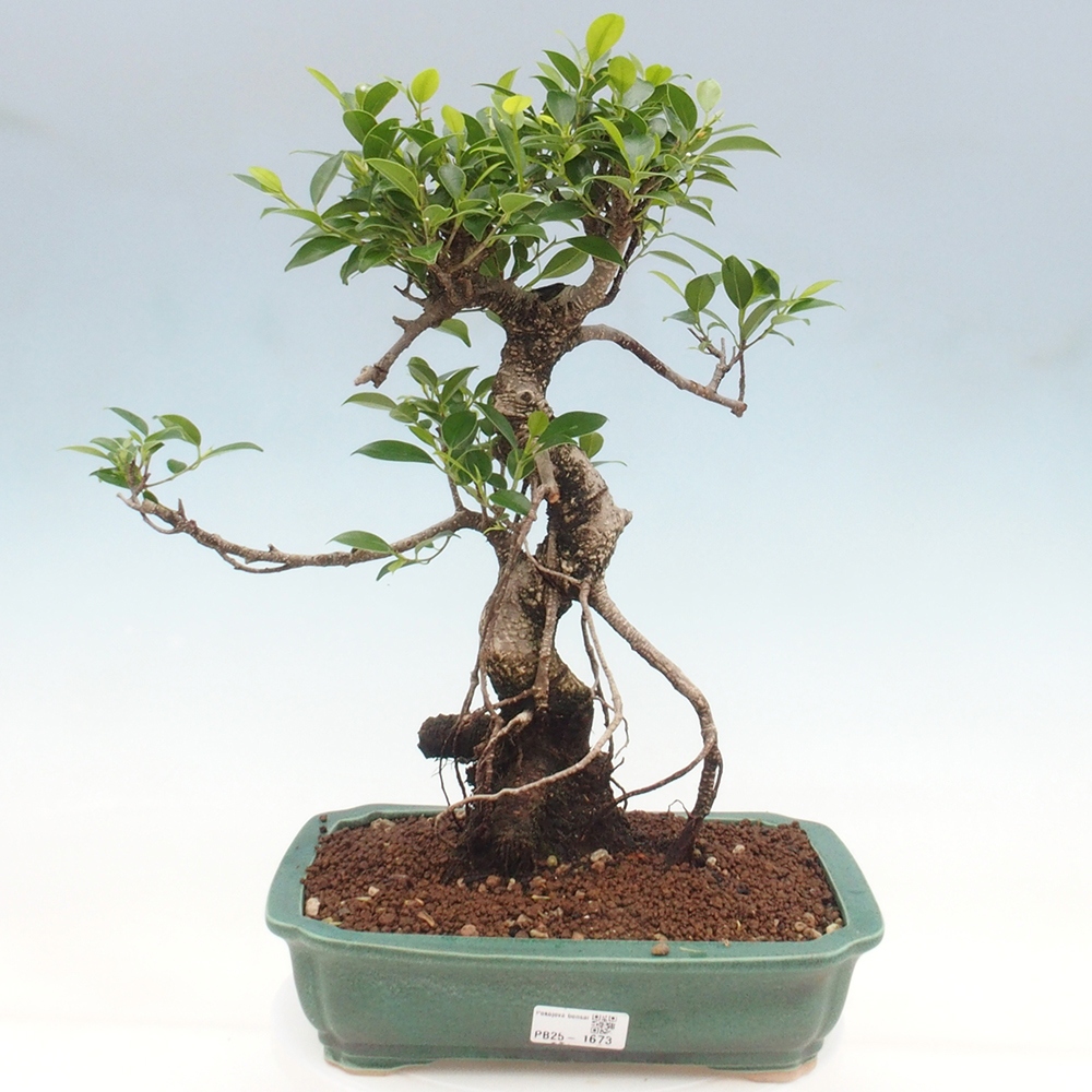 Kryty bonsai - Ficus kimmen - figowiec drobnolistny
