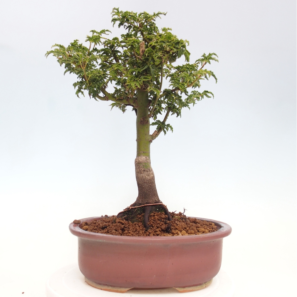 Bonsai zewnętrzne - klon Acer palmatum Shishigashira