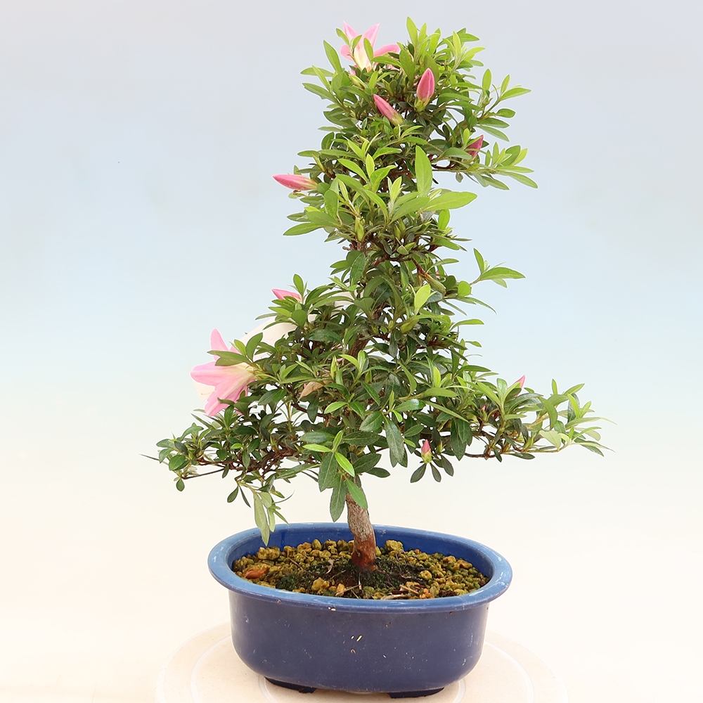 Outdoor bonsai - Azalia japońska - Azalia Nasuno