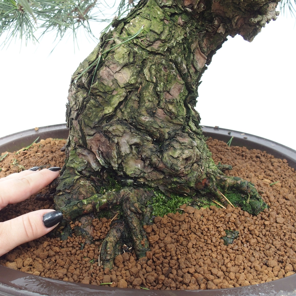 Bonsai ogrodowe - Pinus thunbergii - Sosna Thunberg