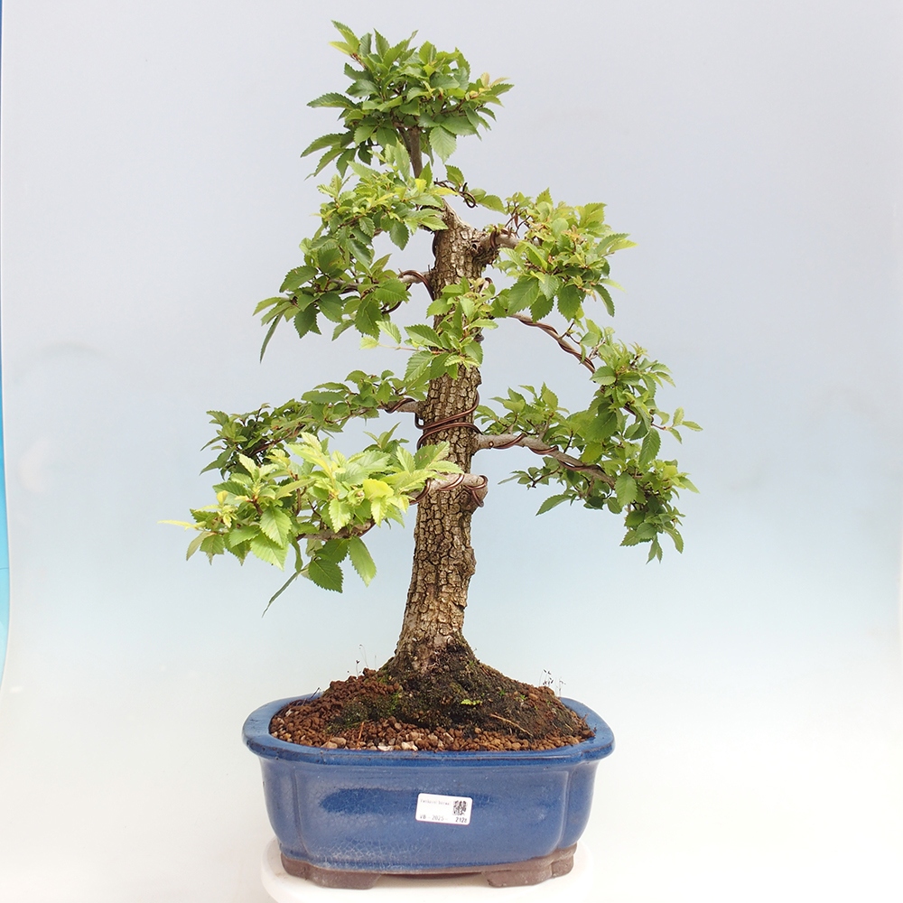 Outdoor bonsai - Zelkova - Zelkova NIRE