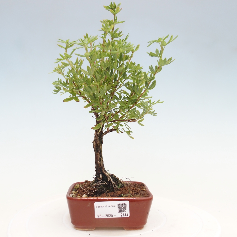 Outdoor bonsai-Pięciolistnik - Potentila fruticosa żółty Ptak