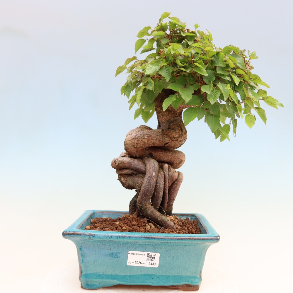 Outdoor bonsai - Carpinus coreana - grab koreański