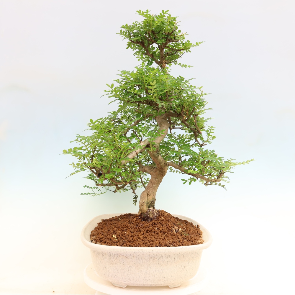 Pokój bonsai - Zantoxylum piperitum - drzewo pieprzowe