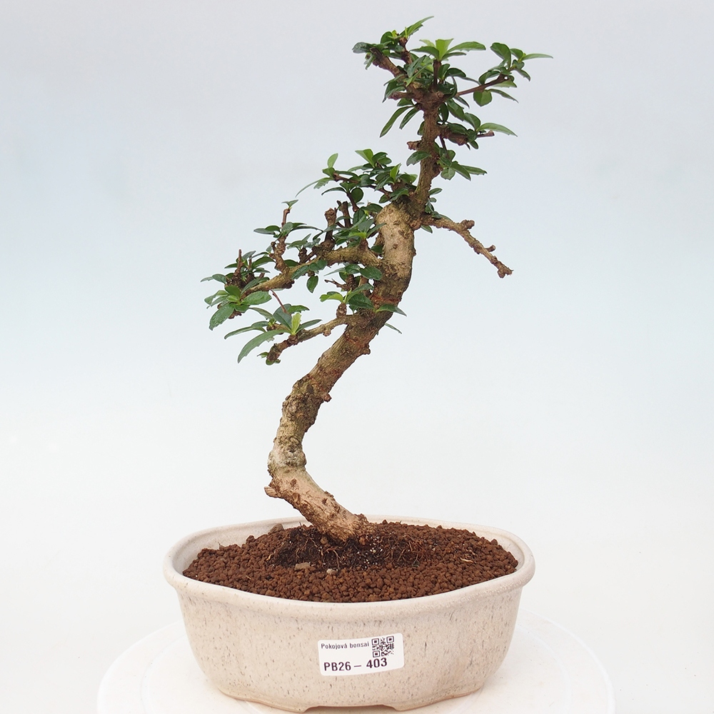 Bonsai pokojowe - Carmona macrophylla - Tea fuki