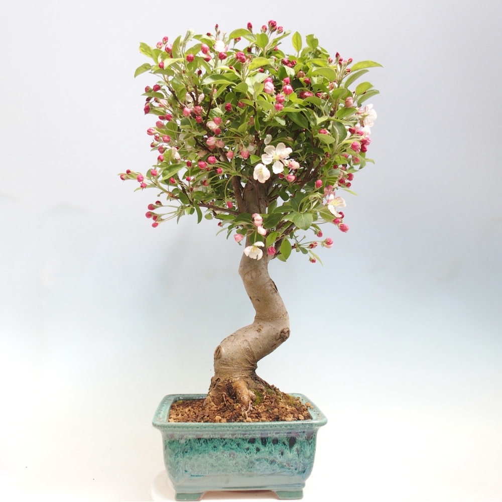 Outdoor bonsai - Malus halliana - Jabłoń drobnoowocowa