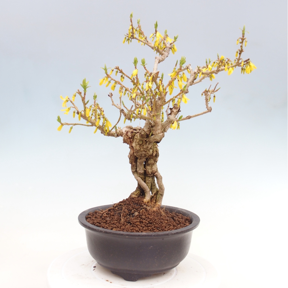 Outdoor bonsai - Zlatice - Forsycja koreańska