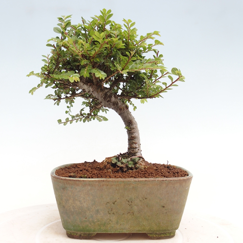 Bonsai zewnętrzne - Ulmus parvifolia Sagei - Wiąz drobnolistny