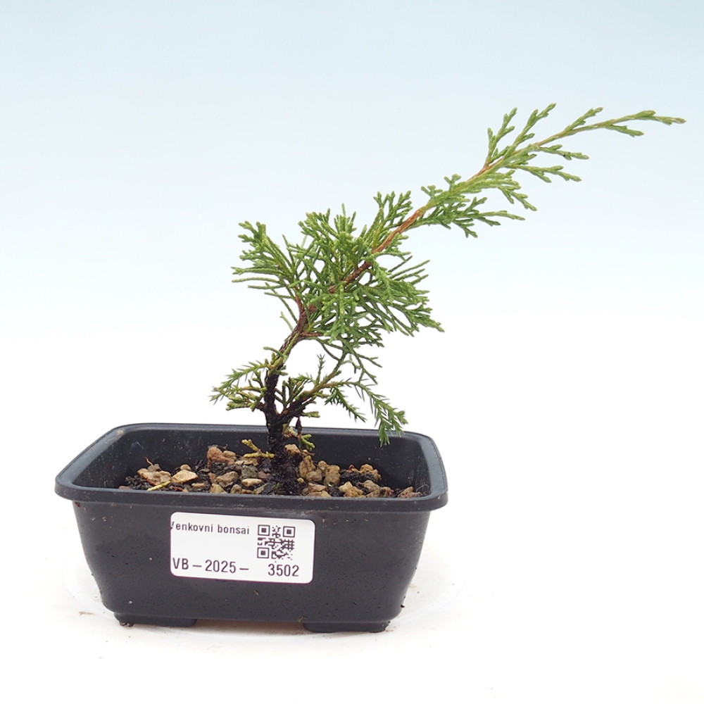 Outdoor bonsai - Juniperus chinensis Itoigawa