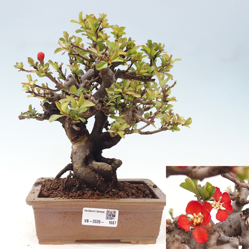 Bonsai zewnętrzne - Chaneomeles speciosa - Pigwa