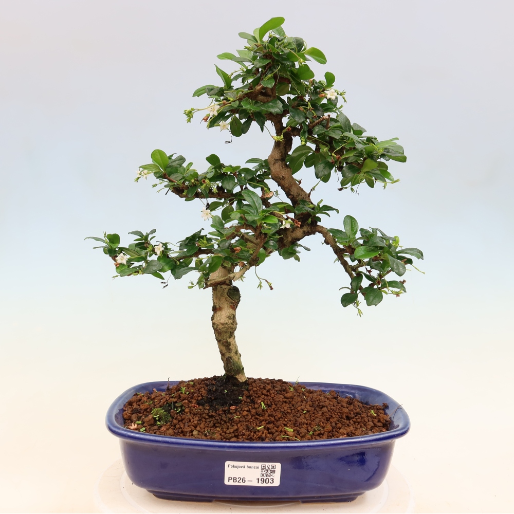 Bonsai pokojowe - Carmona macrophylla - Tea fuki