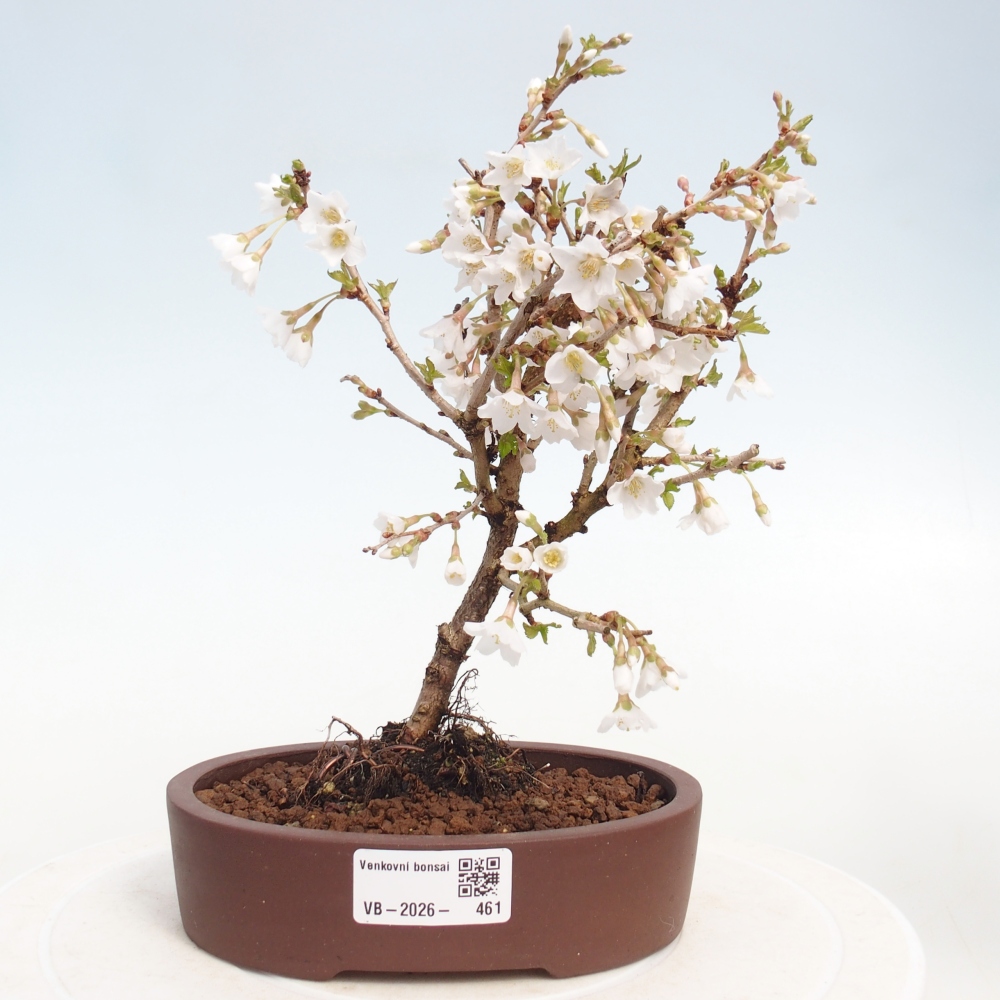 Outdoor bonsai - Prunus incisa Kojou-no mai-Plivon wycięty