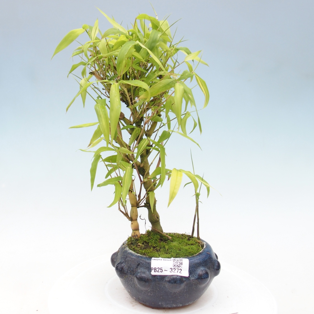 Room bonsai - Bamboo budha - Bamboo budha belly