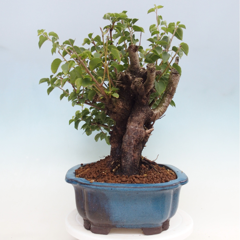 Bonsai na zewnątrz - Mahalebka - Prunus mahaleb