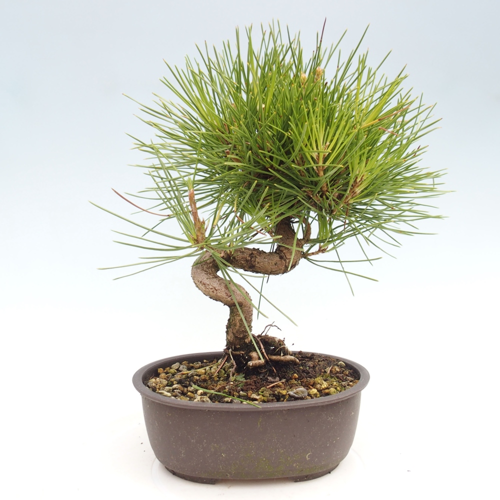Bonsai ogrodowe - Pinus thunbergii - Sosna Thunbergia