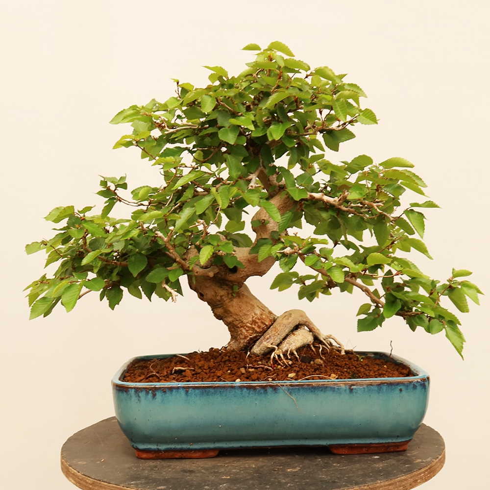 Bonsai plenerowe - Carpinus Coreana - grab koreański