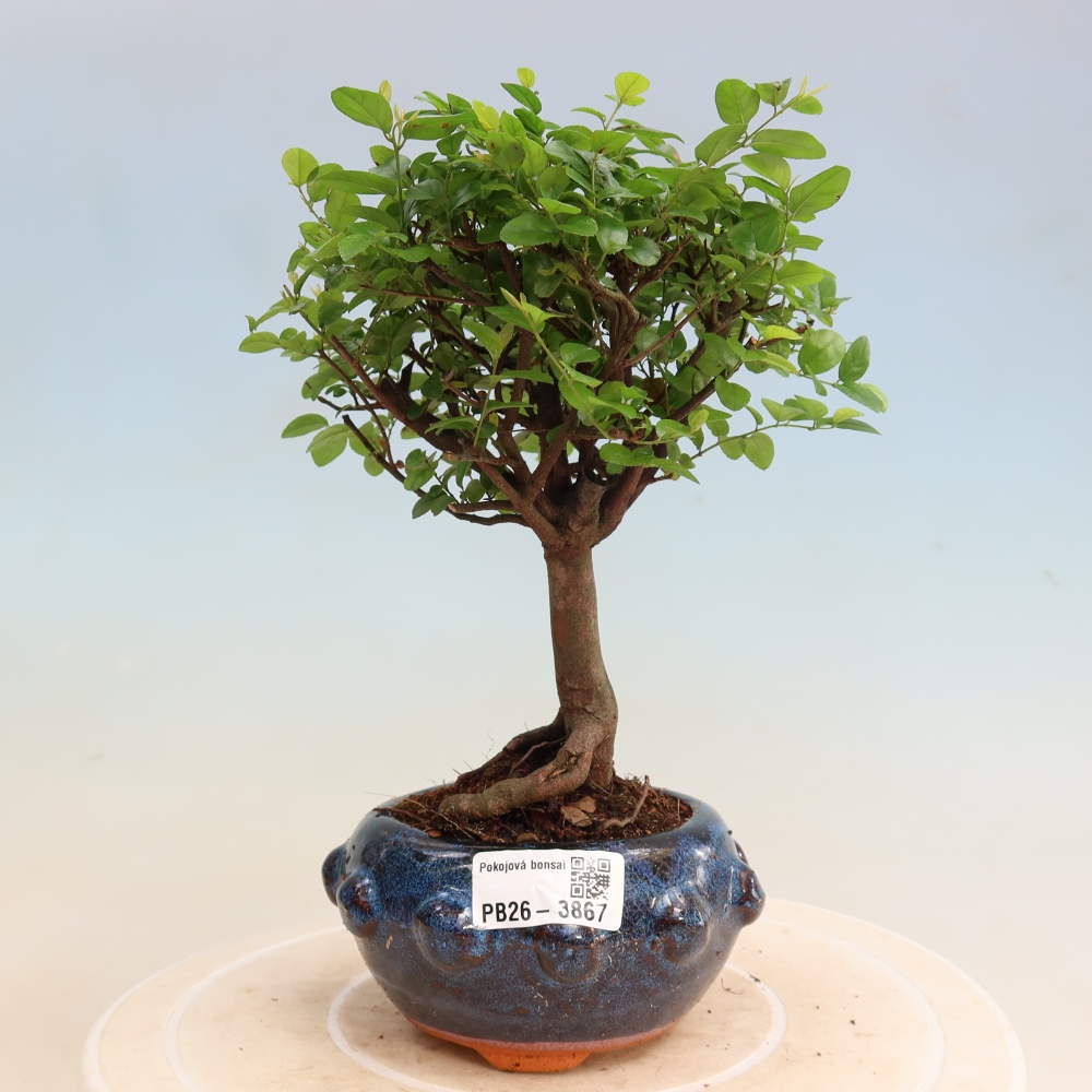 Bonsai pokojowe - Sageretia thea - Sageretia thea