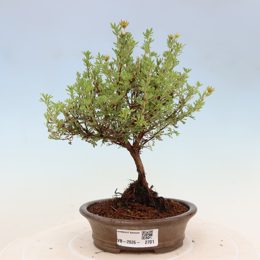 Bonsai ogrodowe – potentilla fruticosa – Goldkissen