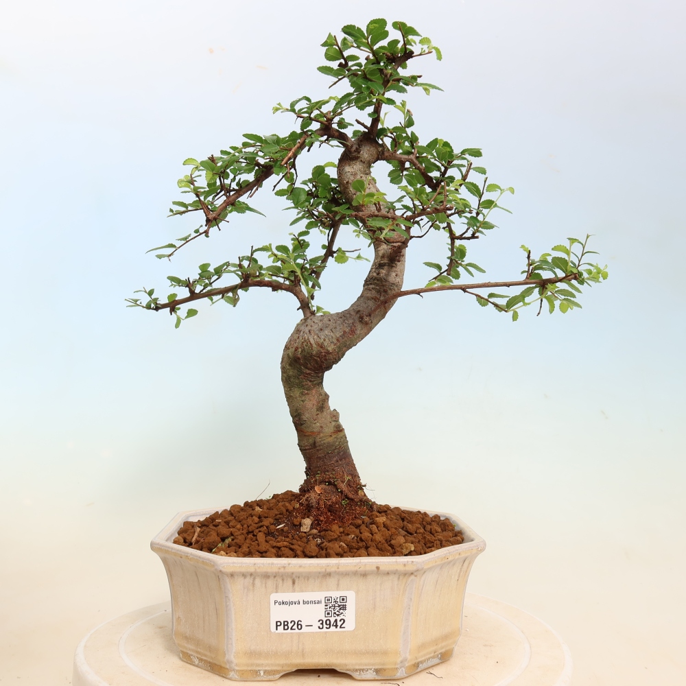 Pokój bonsai - Ulmus parvifolia - Wiąz drobnolistny