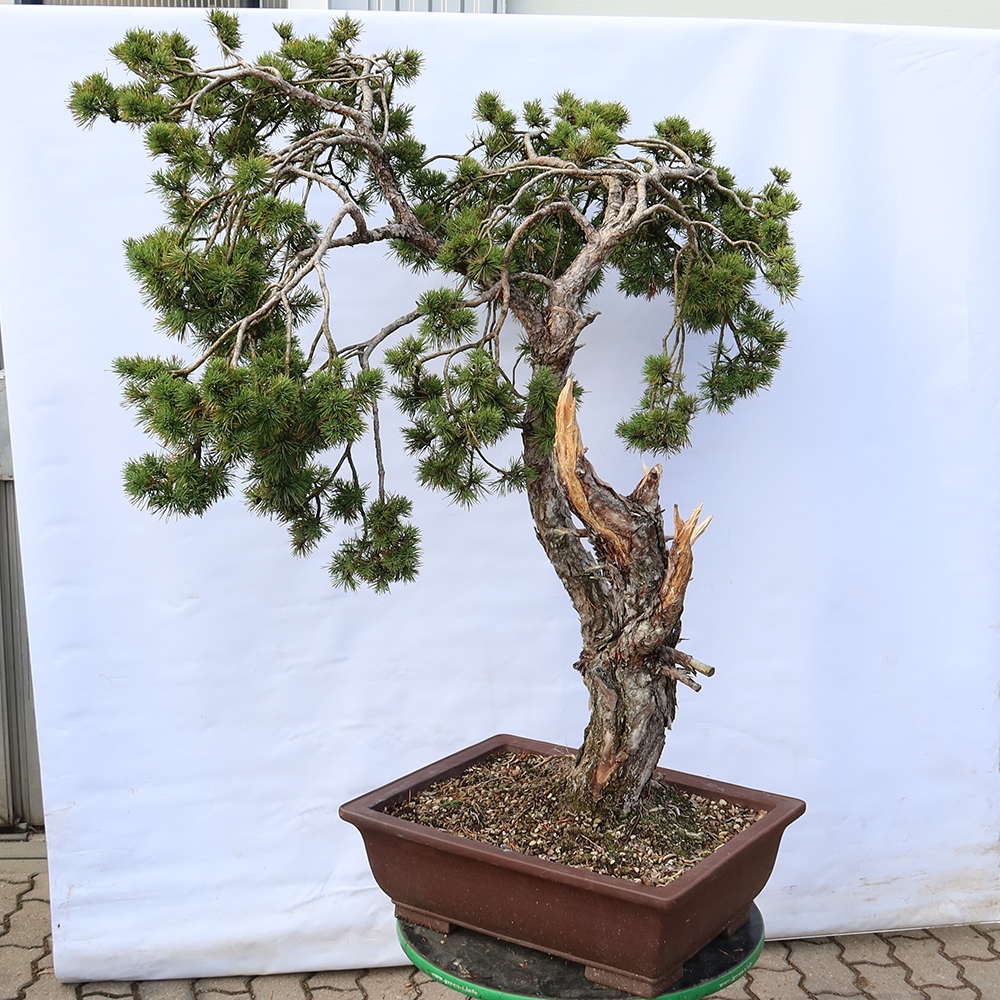 Pinus sylvestris Hiszpania – sosna zwyczajna