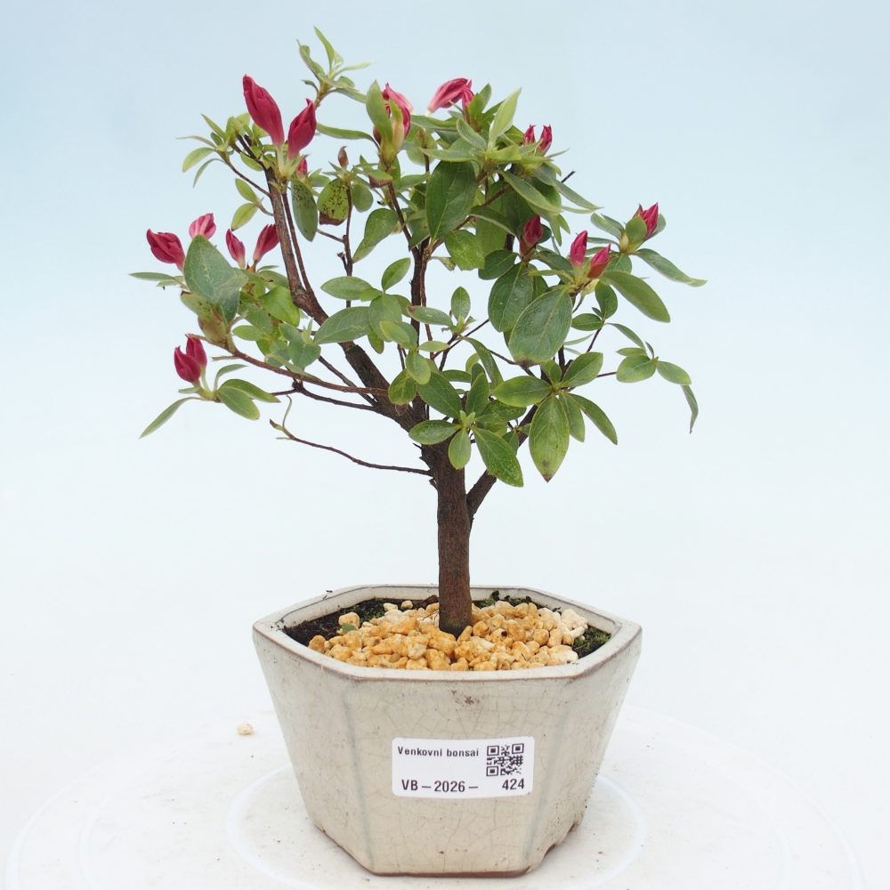 Outdoor bonsai - Azalia japońska - Azalea sp.