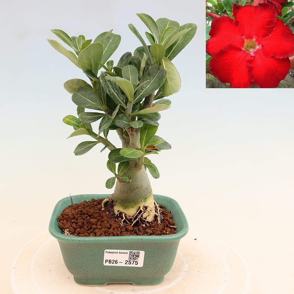 Bonsai pokojowe – Adenium obesum Red Star – Róża pustynna