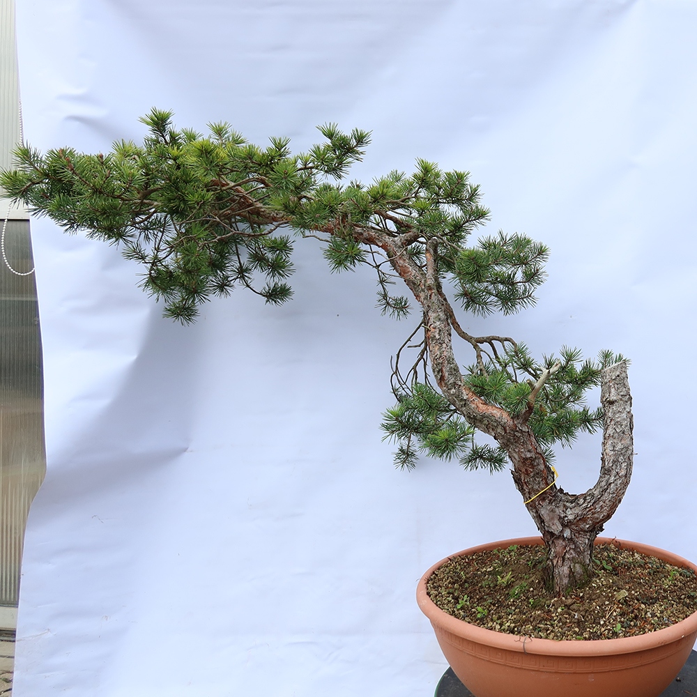 Pinus sylvestris Hiszpania – sosna zwyczajna