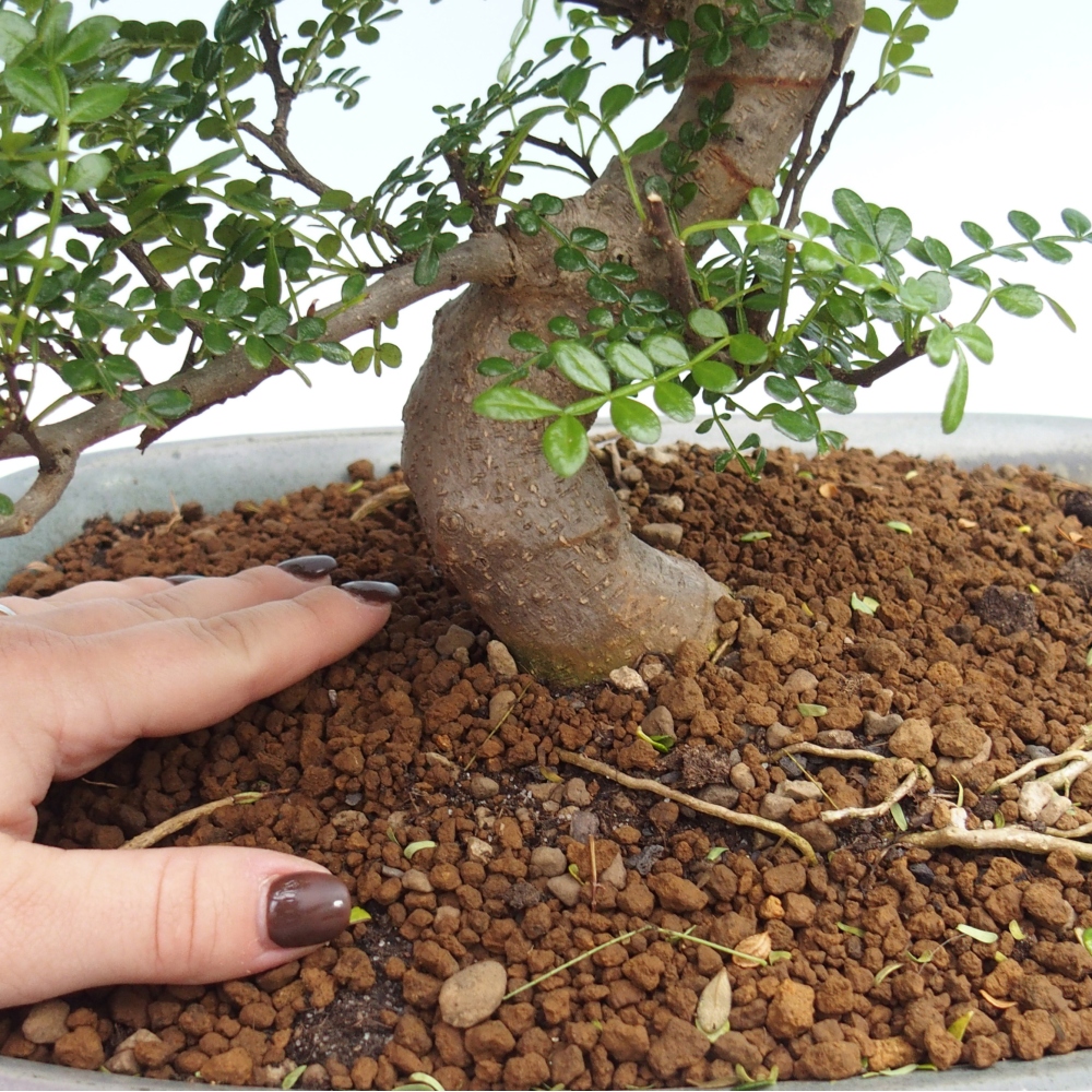 Pokój bonsai - Zantoxylum piperitum - drzewo pieprzowe