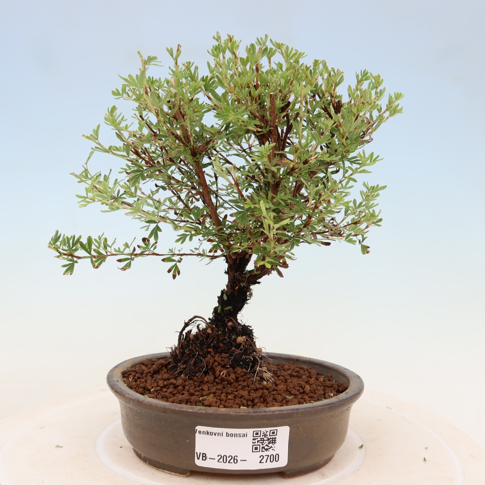 Bonsai ogrodowe – potentilla fruticosa – Goldkissen