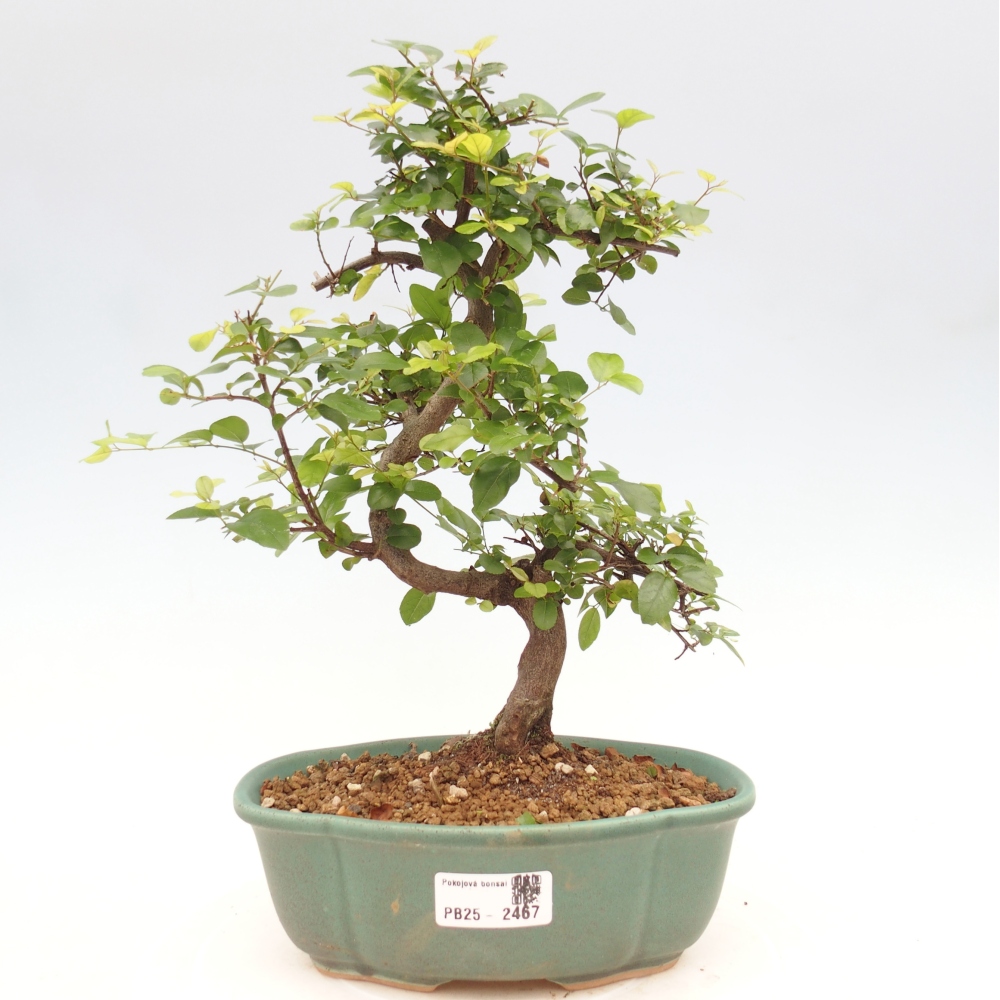 Bonsai wewnętrzne - Sagerécie thea - Sagerécie thea