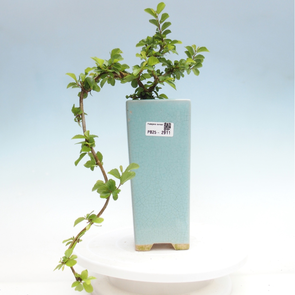 Kryty bonsai - Grewia occidentalis - Lawendowa gwiazda