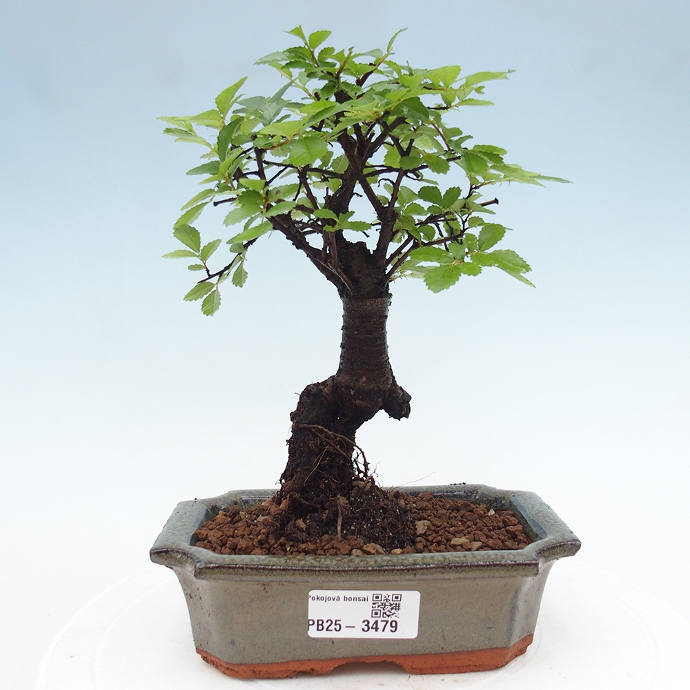 Pokój bonsai - Ulmus parvifolia - Wiąz drobnolistny