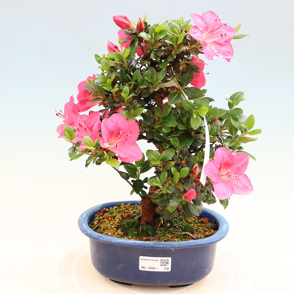 Bonsai zewnętrzne - Azalia japońska - Azalia Kobai