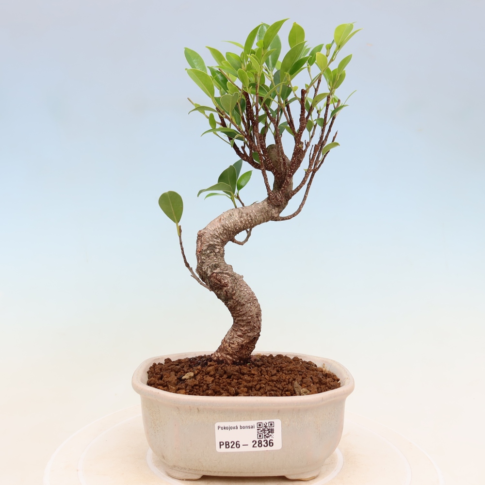 Pokój bonsai - Ficus kimmen - figowiec drobnolistny