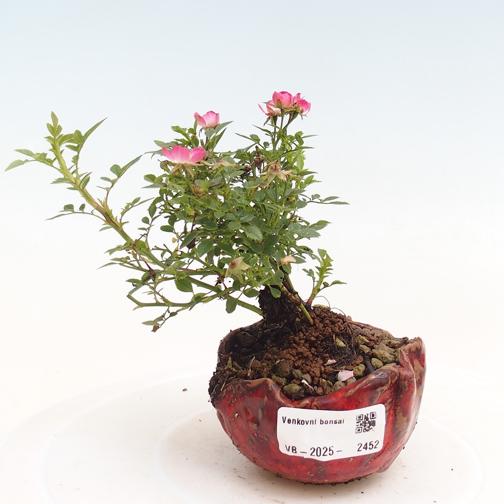 Bonsai zewnętrzne - Rosa Cutie Pie - Róże