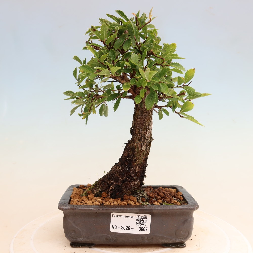 Bonsai zewnętrzne - Zelkova - Zelkova NIRE