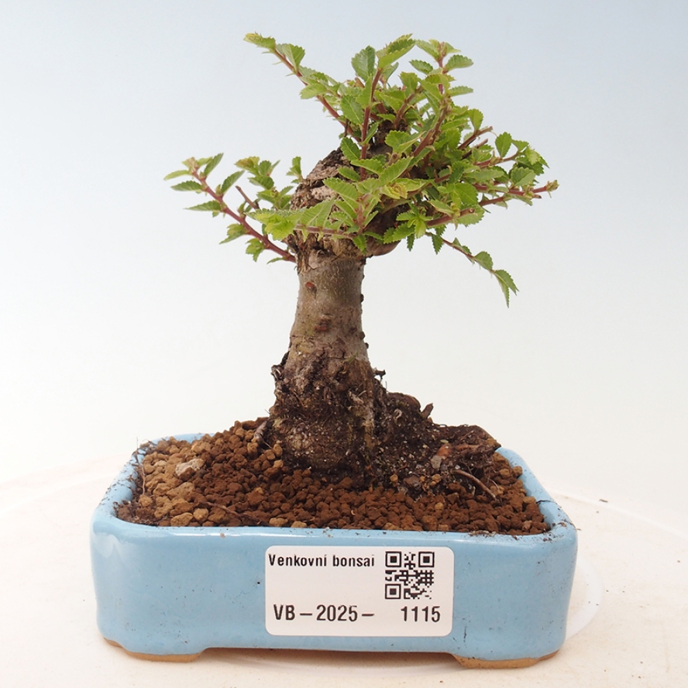 Bonsai zewnętrzne - Ulmus parvifolia Sagei - Wiąz drobnolistny