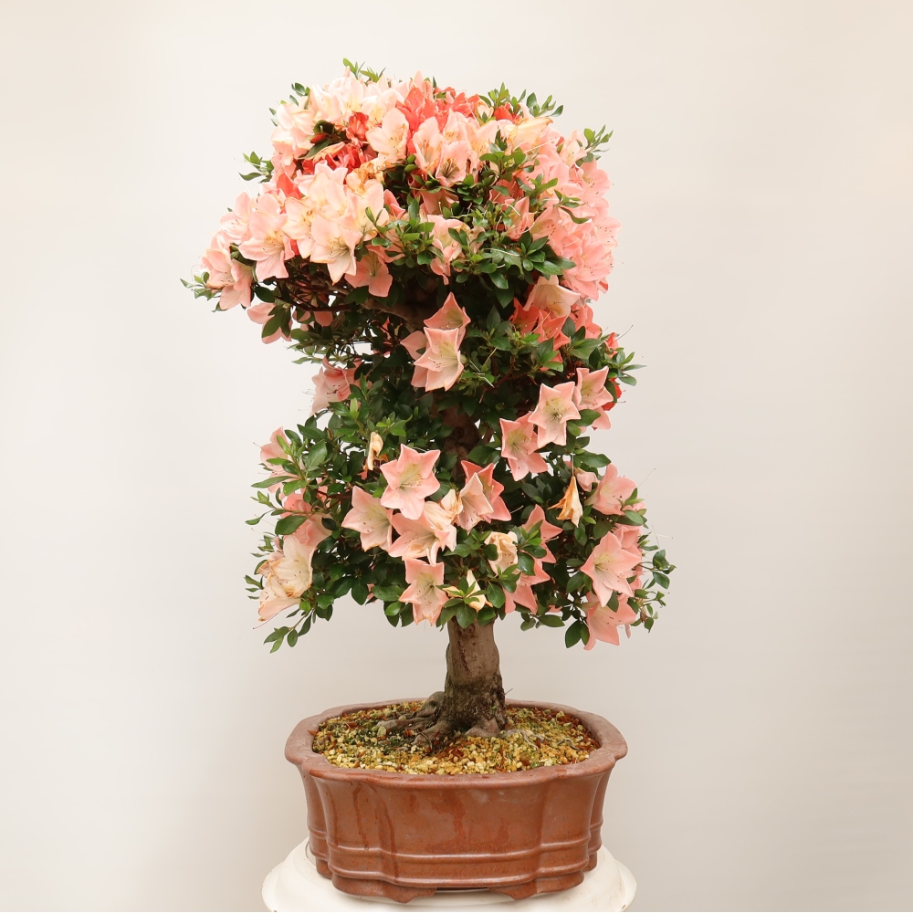 Outdoor bonsai - Azalia japońska - Azalia Sansai