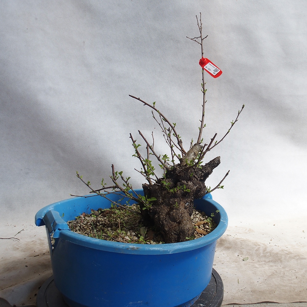 Outdoor bonsai -Mahalebka - Prunus mahaleb
