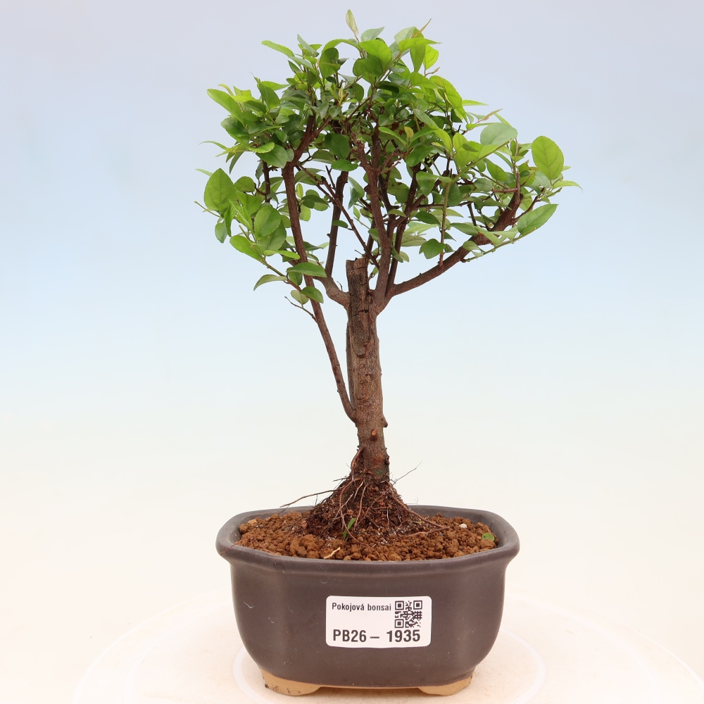 Bonsai pokojowe - Sageretia thea - Sageretia thea